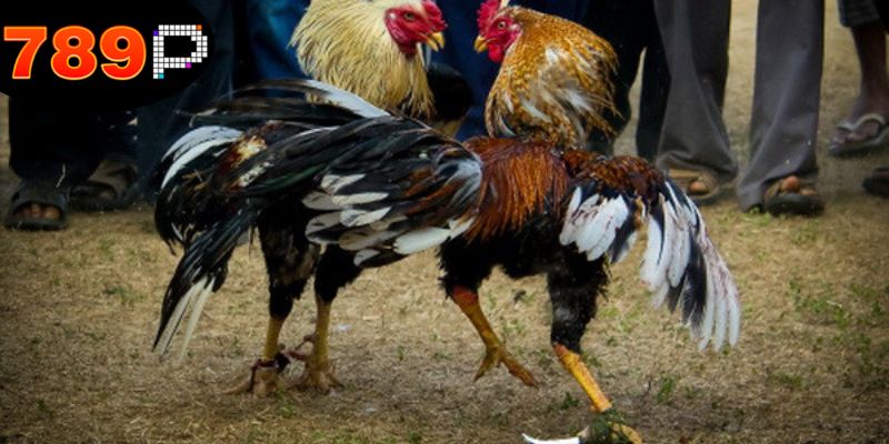 Chiến thuật tốt là mẹo đá gà thắng lớn.